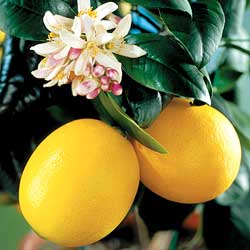 Sicilian Lemon Balsamic Vinegar - The Spicy Olive