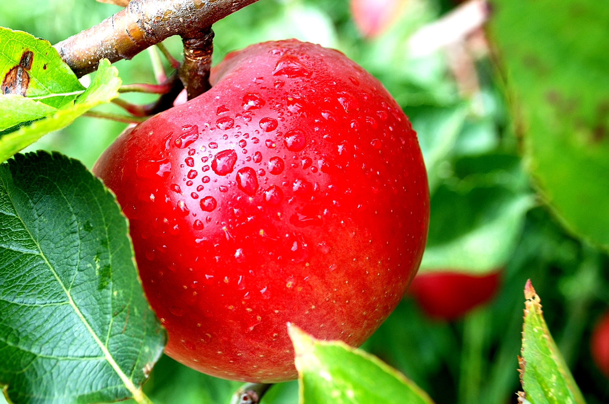 All Natural Aged Red Apple Balsamic - Anacortes Oil & Vinegar Bar